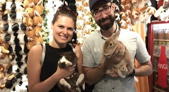 3 quán cà phê động vật cực kỳ đáng yêu ở Tokyo