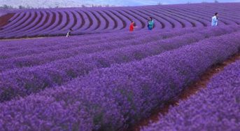 Mê mẫn với cánh đồng oải hương Bridestowe bạt ngàn ở Australia