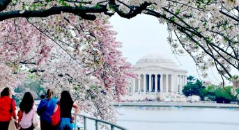 Nô nức lễ hội hoa anh đào ở thủ đô Washington